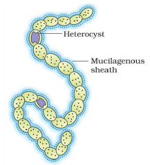 Biological Classification – NEET-1889