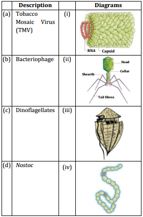 Biological Classification – NEET-1616