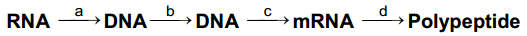 Molecular Basis Of Inheritance – NEET-13368