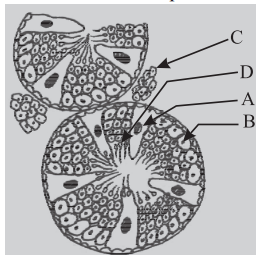 Human Reproduction – NEET-13739