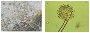 Biological Classification – NEET-1890