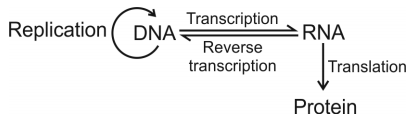 Molecular Basis Of Inheritance – NEET-9984