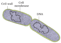 Biological Classification – NEET-1888