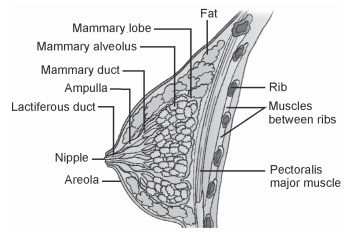 Human Reproduction – NEET-9565
