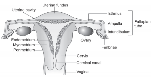 Human Reproduction – NEET-9380
