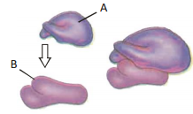 Cell The Unit Of Life – NEET-2546