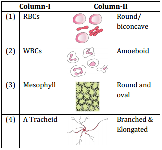 Cell The Unit Of Life – NEET-2871