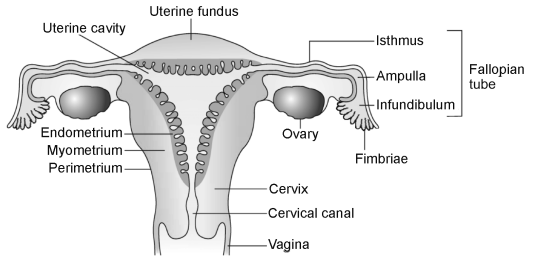 Human Reproduction – NEET-9381