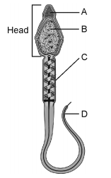 Human Reproduction – NEET-9575