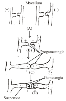 Biological Classification – NEET-1718