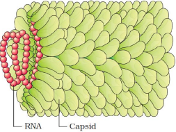 Biological Classification – NEET-1891