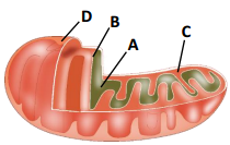 Cell The Unit Of Life – NEET-2700