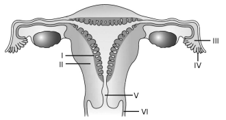 Human Reproduction – NEET-9564