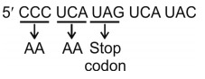 Molecular Basis Of Inheritance – NEET-10226