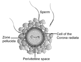 Human Reproduction – NEET-9583