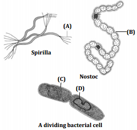 Biological Classification – NEET-1615