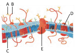 Cell The Unit Of Life – NEET-2618