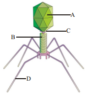 Biological Classification – NEET-1554