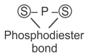 Molecular Basis Of Inheritance – NEET-9928
