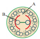 Cell The Unit Of Life – NEET-2874
