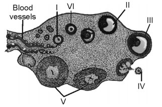 Human Reproduction – NEET-9580