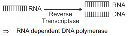 Molecular Basis Of Inheritance – NEET-9932