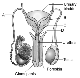 Human Reproduction – NEET-9562