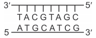 Molecular Basis Of Inheritance – NEET-10178