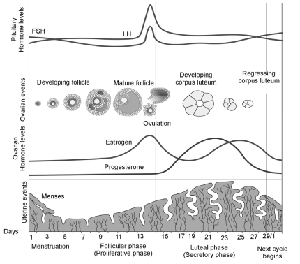 Human Reproduction – NEET-9582