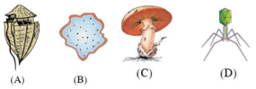 Biological Classification – NEET-1723