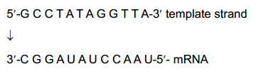 Molecular Basis Of Inheritance – NEET-10028