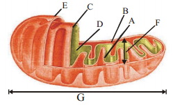 Cell The Unit Of Life – NEET-2620