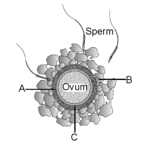 Human Reproduction – NEET-9583