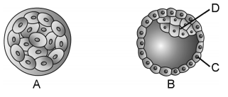 Human Reproduction – NEET-9623