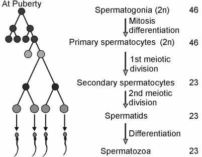 Human Reproduction – NEET-9383