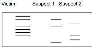 Molecular Basis Of Inheritance – NEET-13381