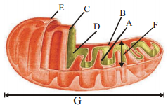 Cell The Unit Of Life – NEET-2623